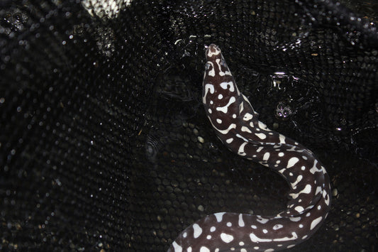 Skeletor Eel (Echidna xanthospilos) -10"