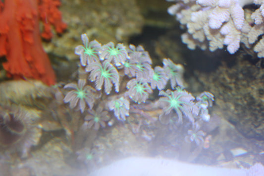 Clove Polyps (Clavularia sp)-Neon Green