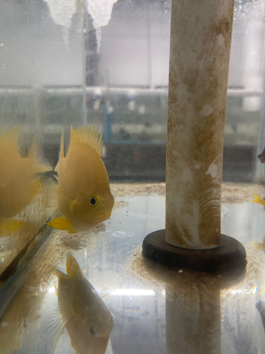 Giant Gold Damsel | Amblyglyphidodon aureus  (4")
