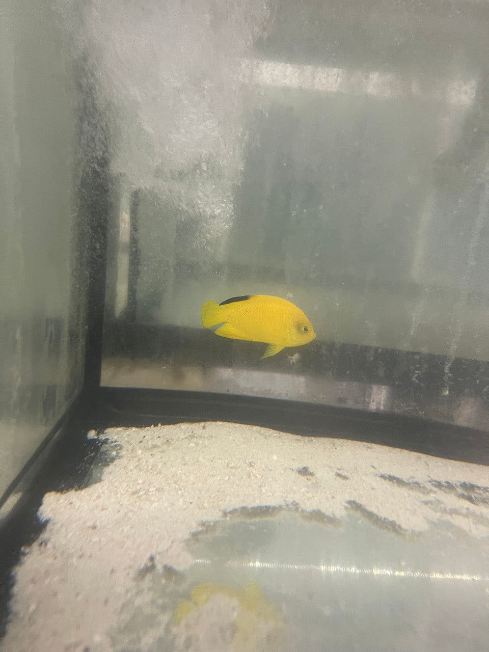 Woodhead's Angelfish | Centropyge woodheadi