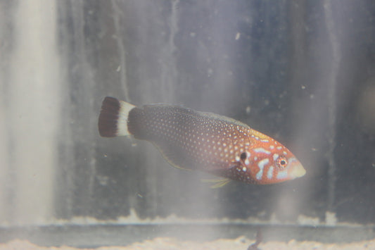Hawaiian Psychead Wrasse (Male)