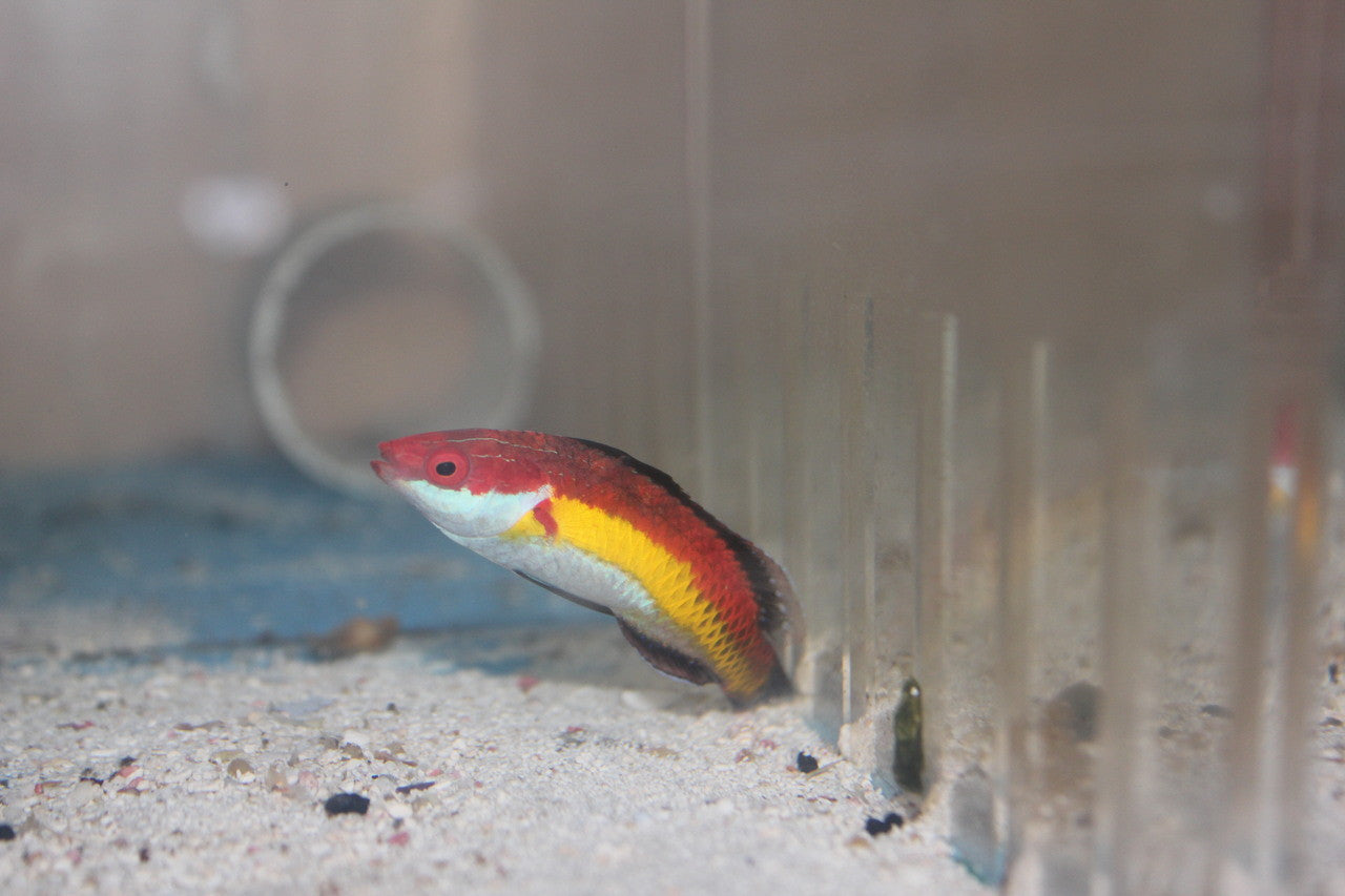 Naokoae Fairy Wrasse | cirrhilabrus naokoae