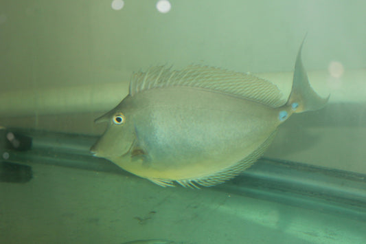 Unicorn Tang (7-8")