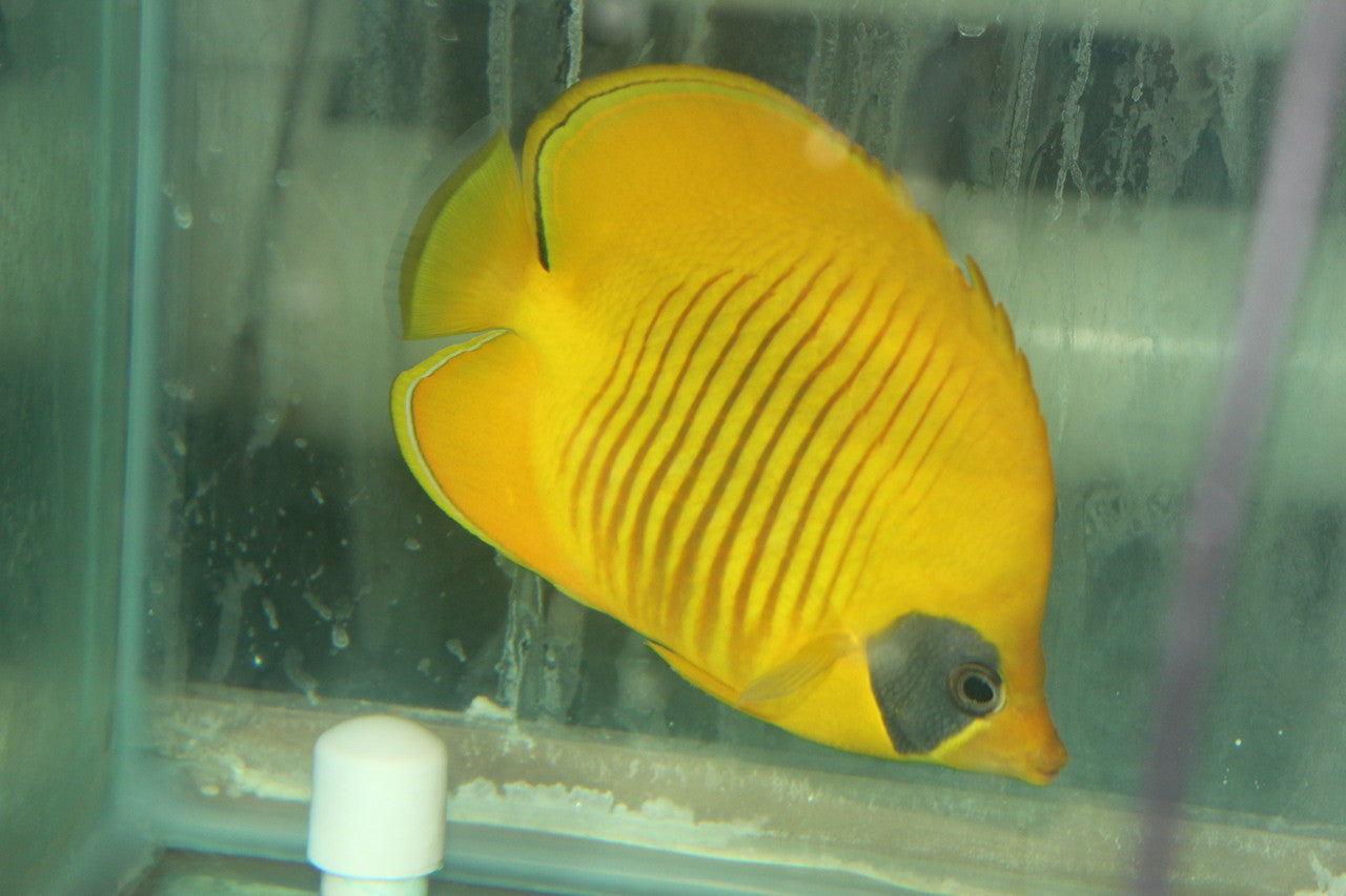 Golden Butterflyfish | Chaetodon semilarvatus (Red Sea) - Jumbo 6-7"