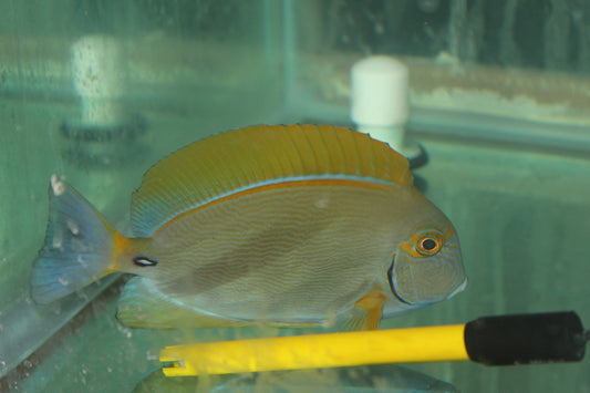 Dussumieri Tang (Africa) 4-6”