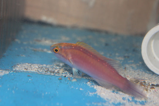 Rose-Band Fairy Wrasse (Cirrhilabrus roseafascia) -3-4" Male