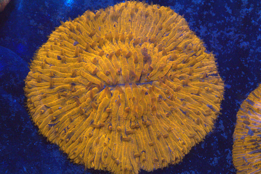 Bright Orange Plate