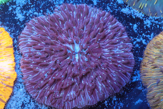 Purple Plate