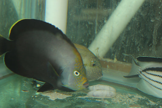 Black Velvet Angelfish | Chaetodontoplus melanosoma (4")