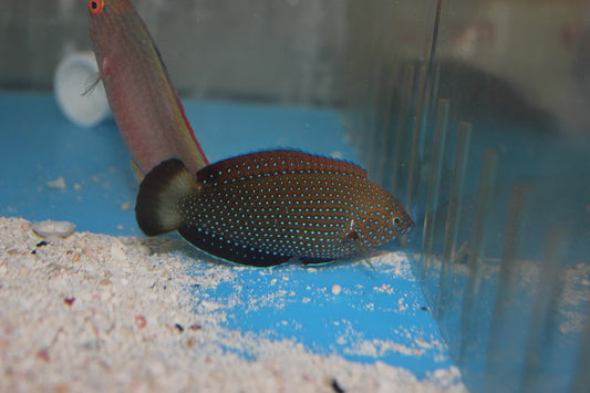 Blue Spotted Leopard Wrasse