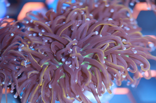 NY Knicks Indo Gold Torch (A9)