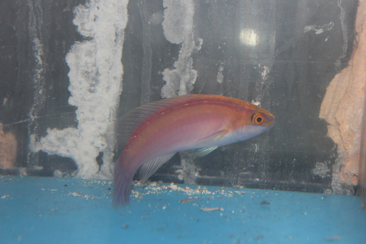 Rose-Band Fairy Wrasse (Cirrhilabrus roseafascia) -PAIR (3-4" male, 3" female)