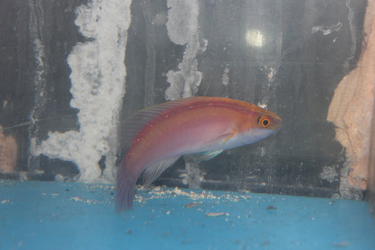 Rose-Band Fairy Wrasse (Cirrhilabrus roseafascia) -PAIR (3-4" male, 3" female)