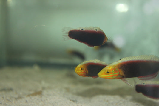 Radiant Wrasse (African)-2"