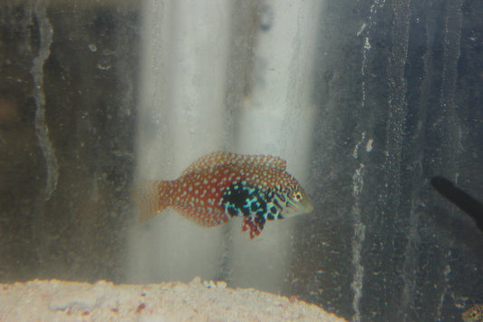 Mauritius Splendid Leopard Wrasse