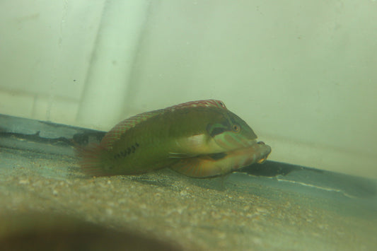 Green Seagrass Wrasse (Novaculichthys macrolepidotus)-5-6”