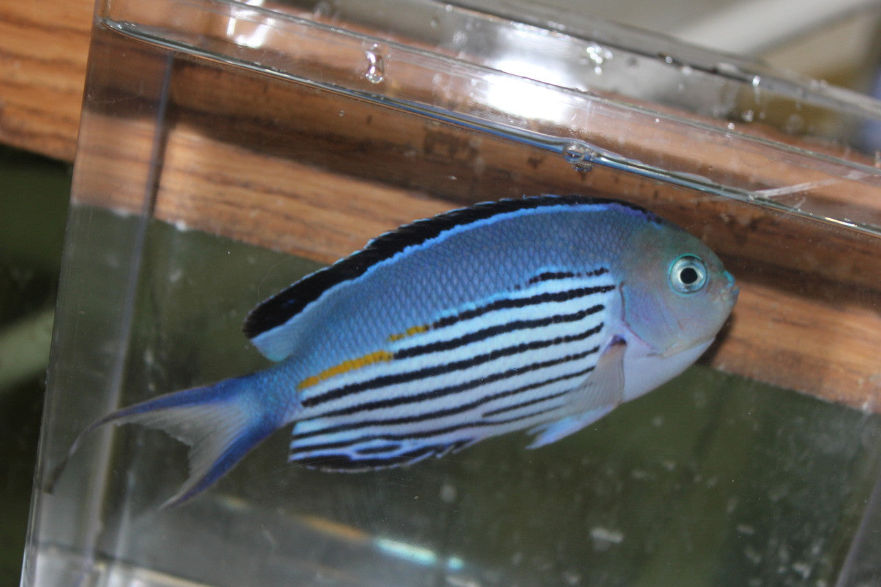 Wattanabe Angel 5-6" male