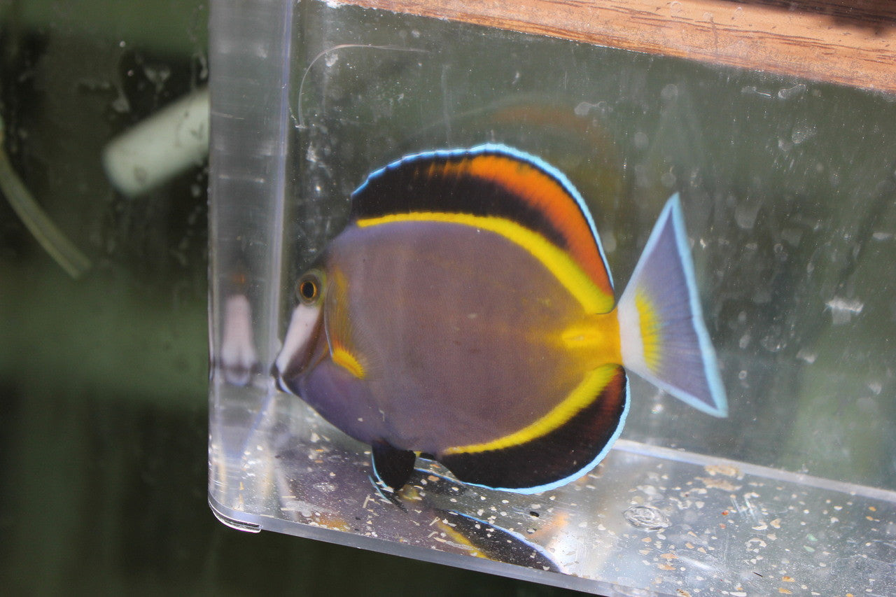 Powder Brown Tang