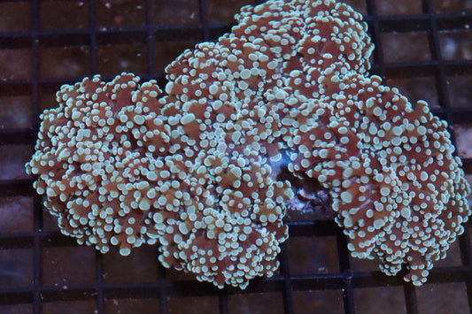 Octospawn Colony