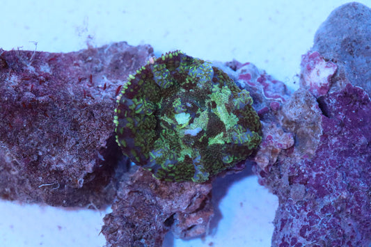 Camo Rhodactis Mushroom