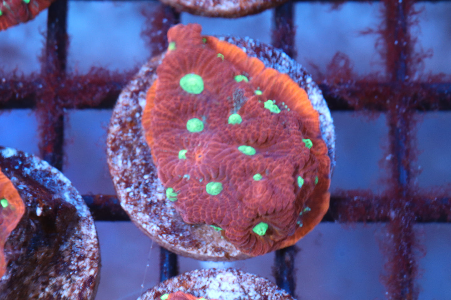 War Coral