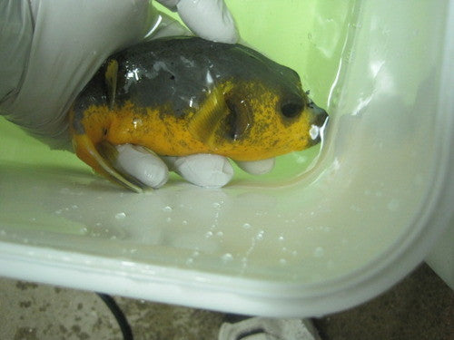 Yellow Belly Dog Face Puffer (4-5")