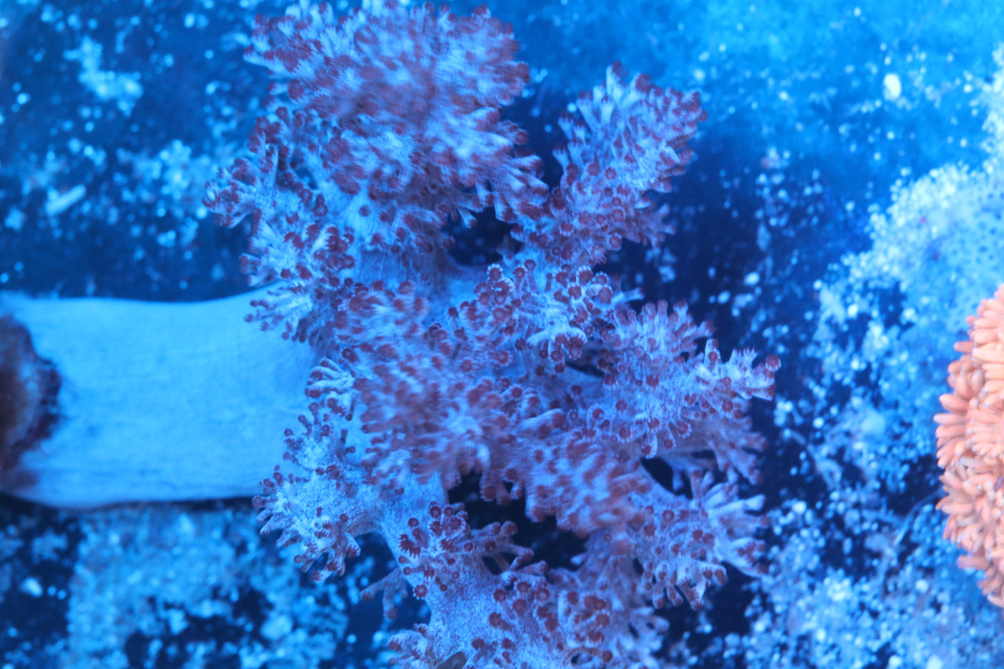 Red Kenya Tree