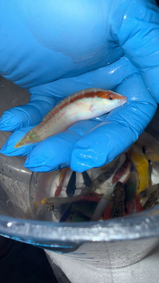 Pale Barred Coris Wrasse (Coris dorsomacula)-4"