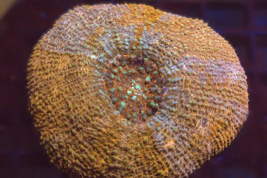 Scolymia Vitiensis