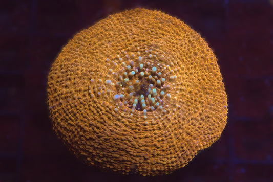 Scolymia Vitiensis