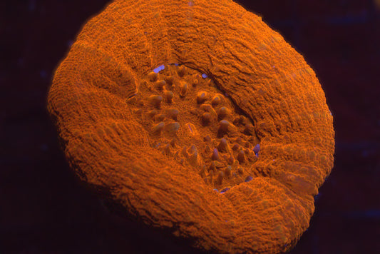 Orange Scolymia