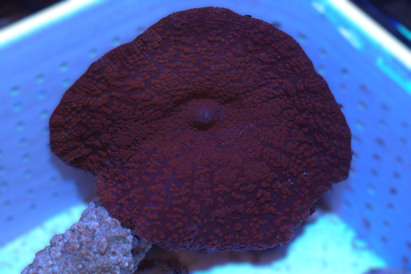 Maroon Mushroom