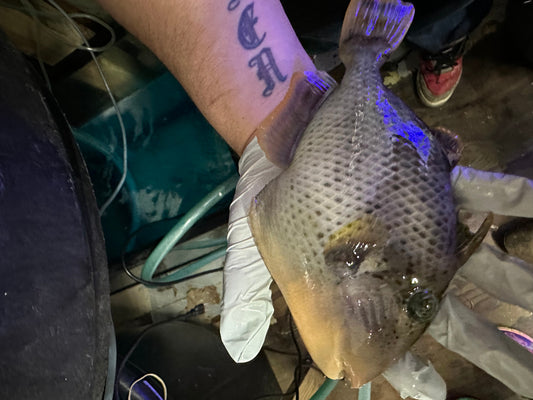 Yellow Margin (Pineapple) Triggerfish-3-4”