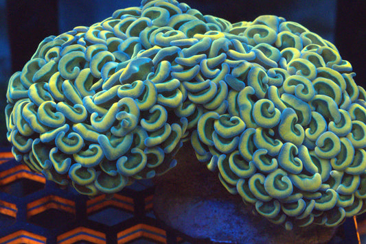 ~4" Rainbow Wall Hammer Colony