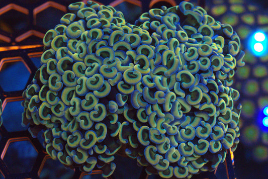 ~4" Rainbow Wall Hammer Colony
