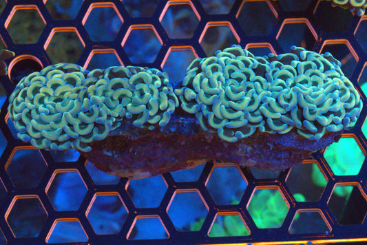 ~2 1/2" Rainbow Wall Hammer Colony