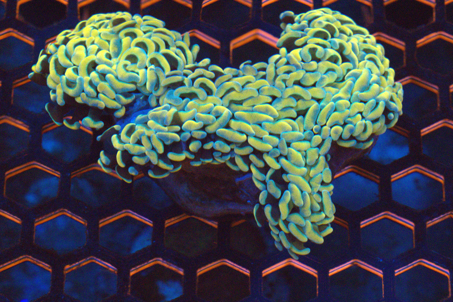 ~4" Rainbow Wall Hammer Colony