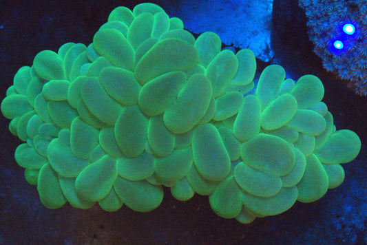 4" Neon Bubble Coral Colony