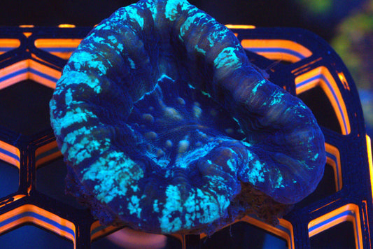 Blue Ice Scolymia