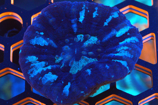 Deep Ice Scolymia