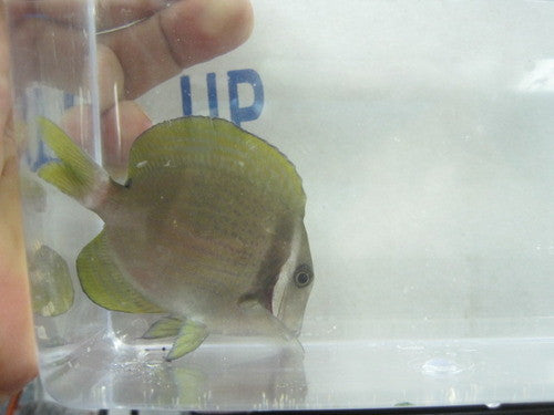 White Bar Surgeonfish (2")