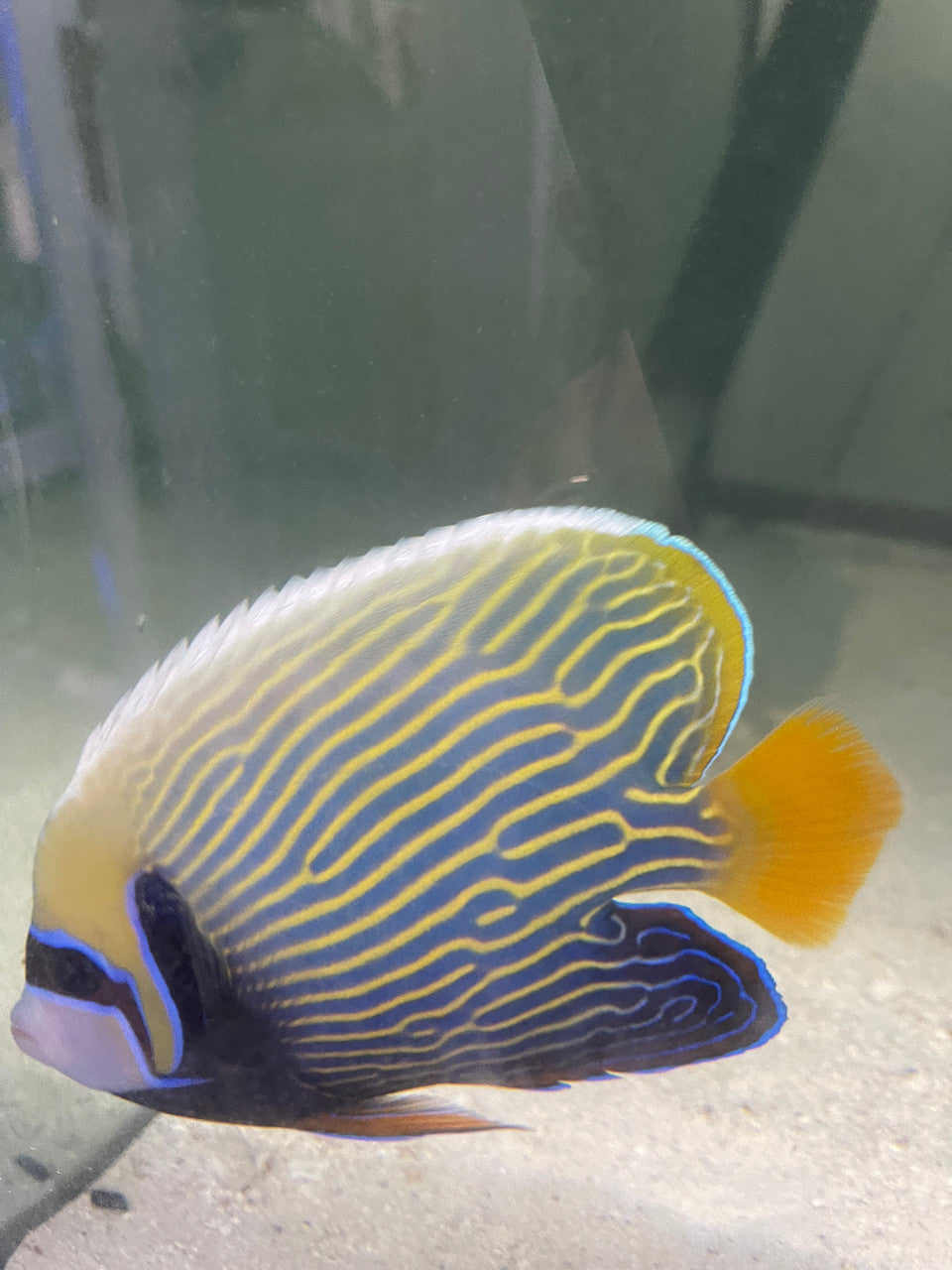 Imperator Angel 8" (Africa Orange Tail)