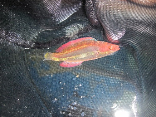 Temminck's Fairy Wrasse-Male