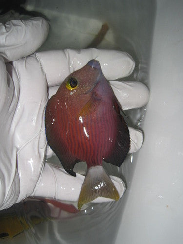 White-tail Bristletooth Tang (2-2.5")