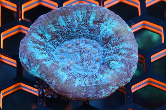 Frozen Scolymia