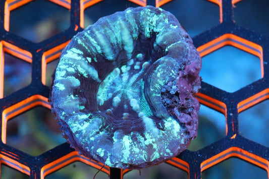 Frozen Scolymia