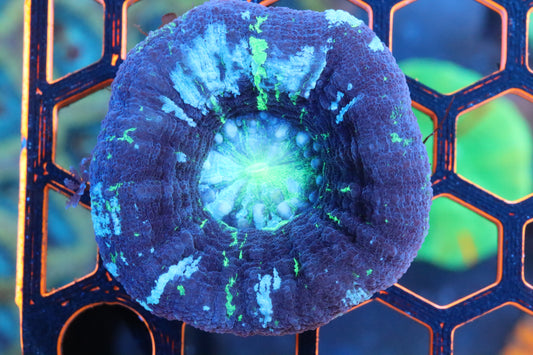 Electric Ice Scolymia