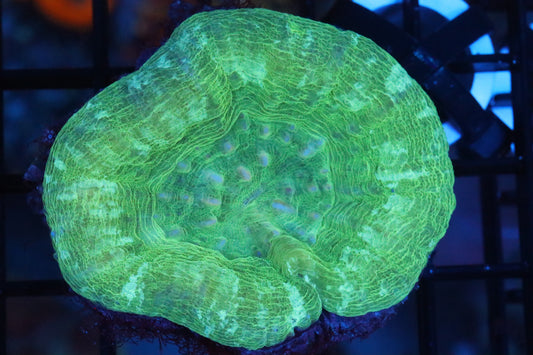 Green Scolymia