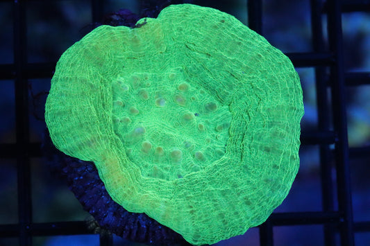 Green Scolymia