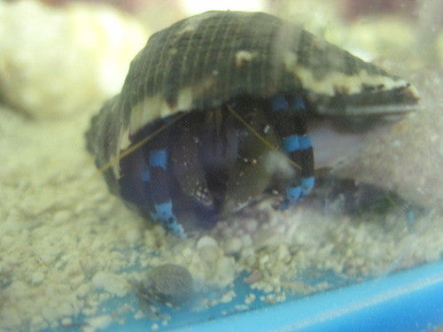 Electric Blue Hermit Crabs